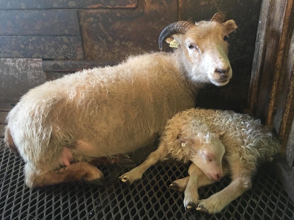 Oendolfsstathir Farm B&B Laugar  Bagian luar foto